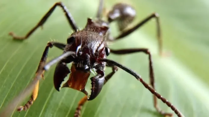 bullet ant, bullet ant sting, bullet ant bite, bullet ant glove, bullet ant bite mark, bullet ant size, bullet ant queen, coyote peterson bullet ant, texas bullet ant, bullet ant habitat,