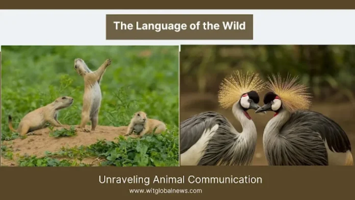 animal communication, animal types, types of animal communication, animal communication definition, animal communication types